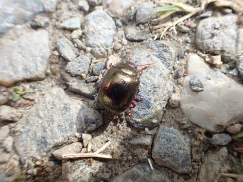 Chrysolina bankii